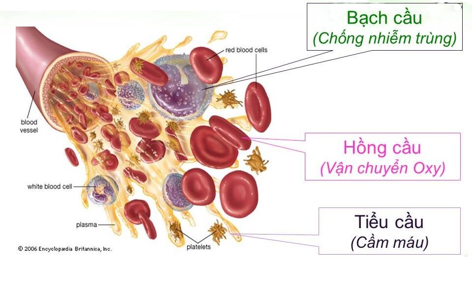 Cách Mua Kính Mát ở Nhật, Mẫu Câu Giao Tiếp Hay Dùng